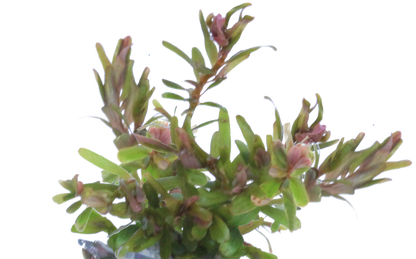 Aquafleur Rotala rotundifolia H'ra Easy Grow