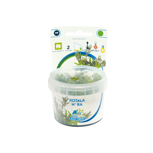 Aquafleur Rotala rotundifolia H'ra Easy Grow