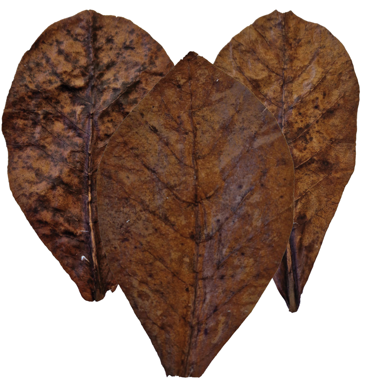 JBL Catappa Leaves