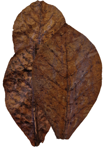 JBL Catappa Leaves