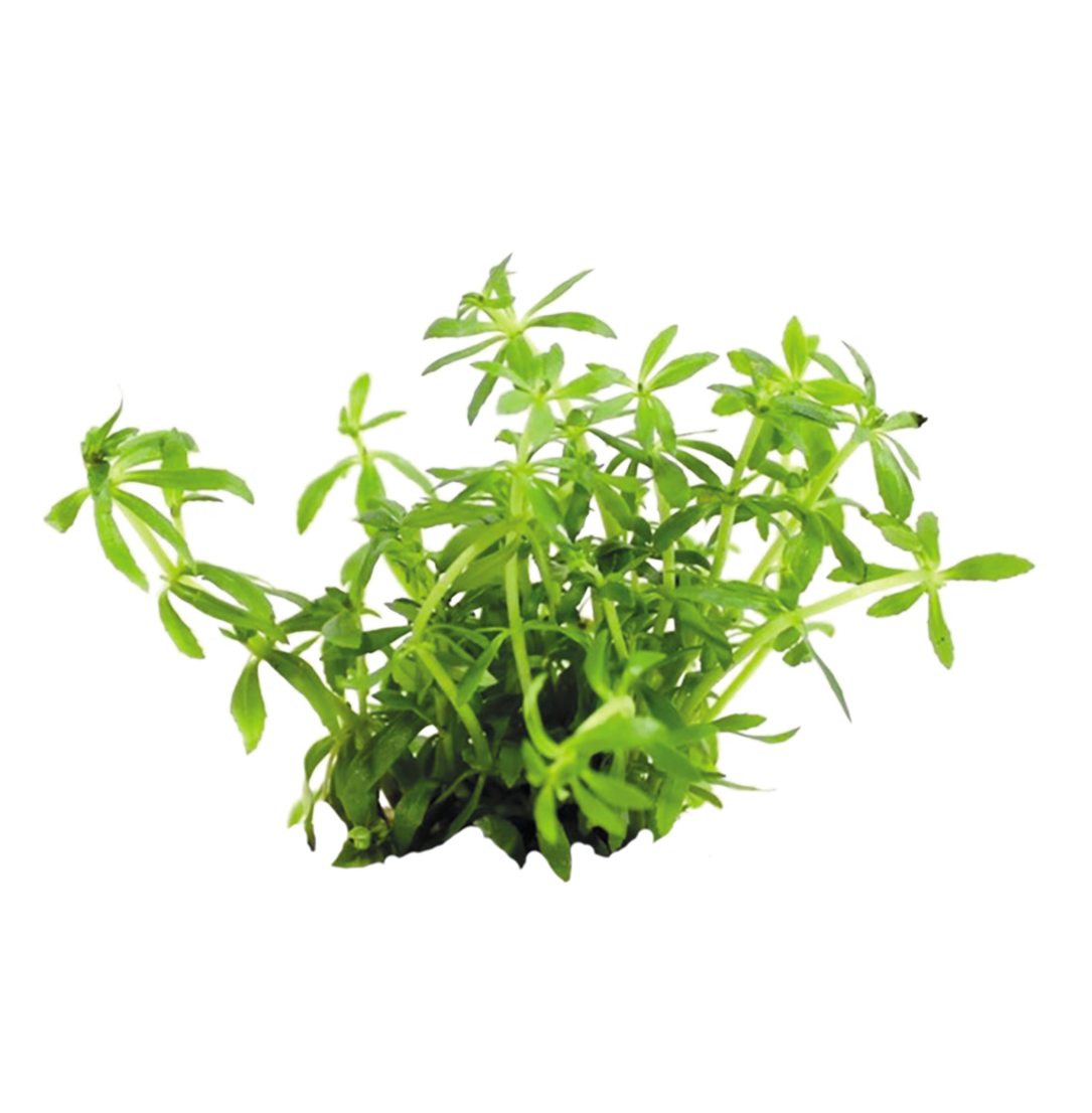 Easy Grow Limnophila Vietnam mini