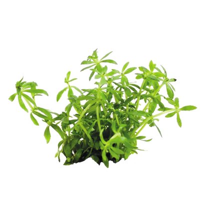 Easy Grow Limnophila Vietnam mini