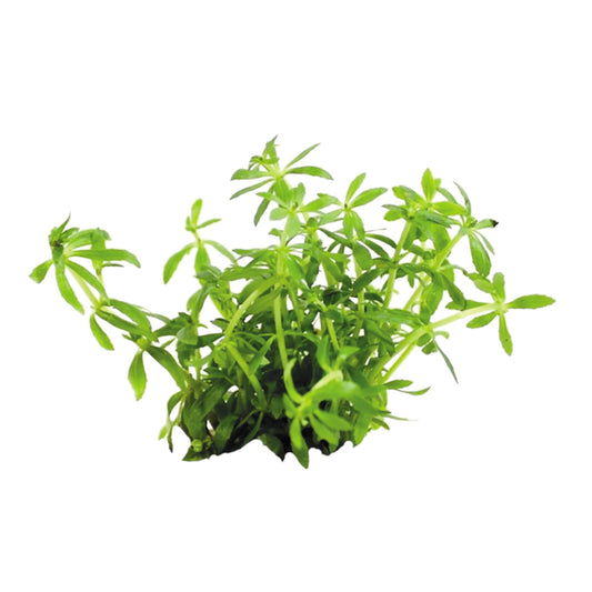 Easy Grow Limnophila Vietnam mini