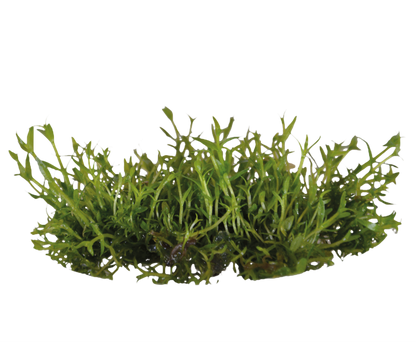 Aquafleur Gratiola viscidula Easy Grow