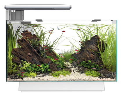Superfish Quadro 40 Multi-Colour LED