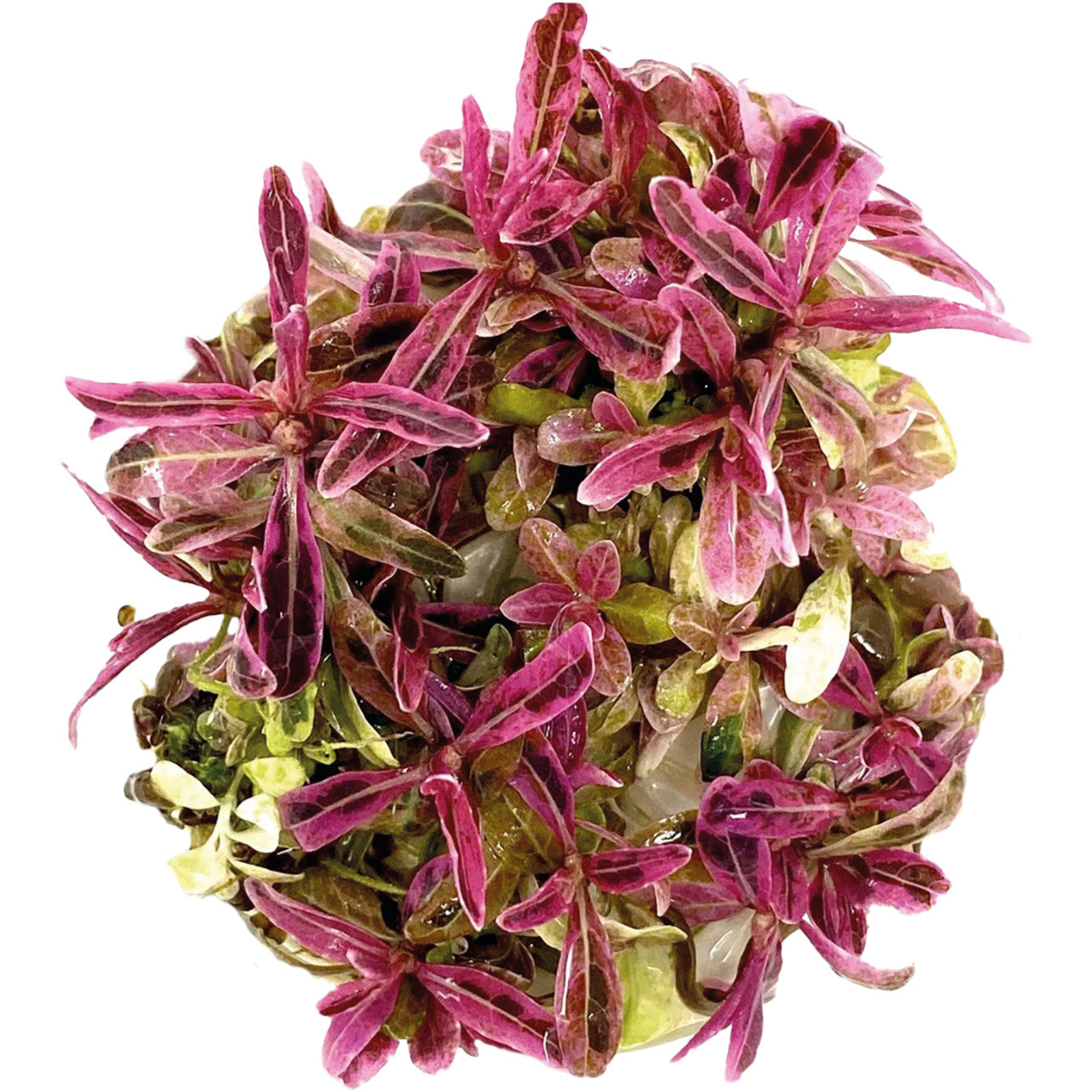 Aquafleur Hygrophila lancea Chai Easy Grow