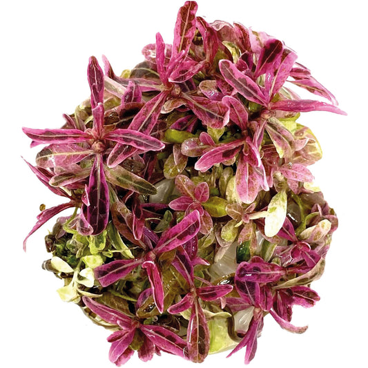 Aquafleur Hygrophila lancea Chai Easy Grow