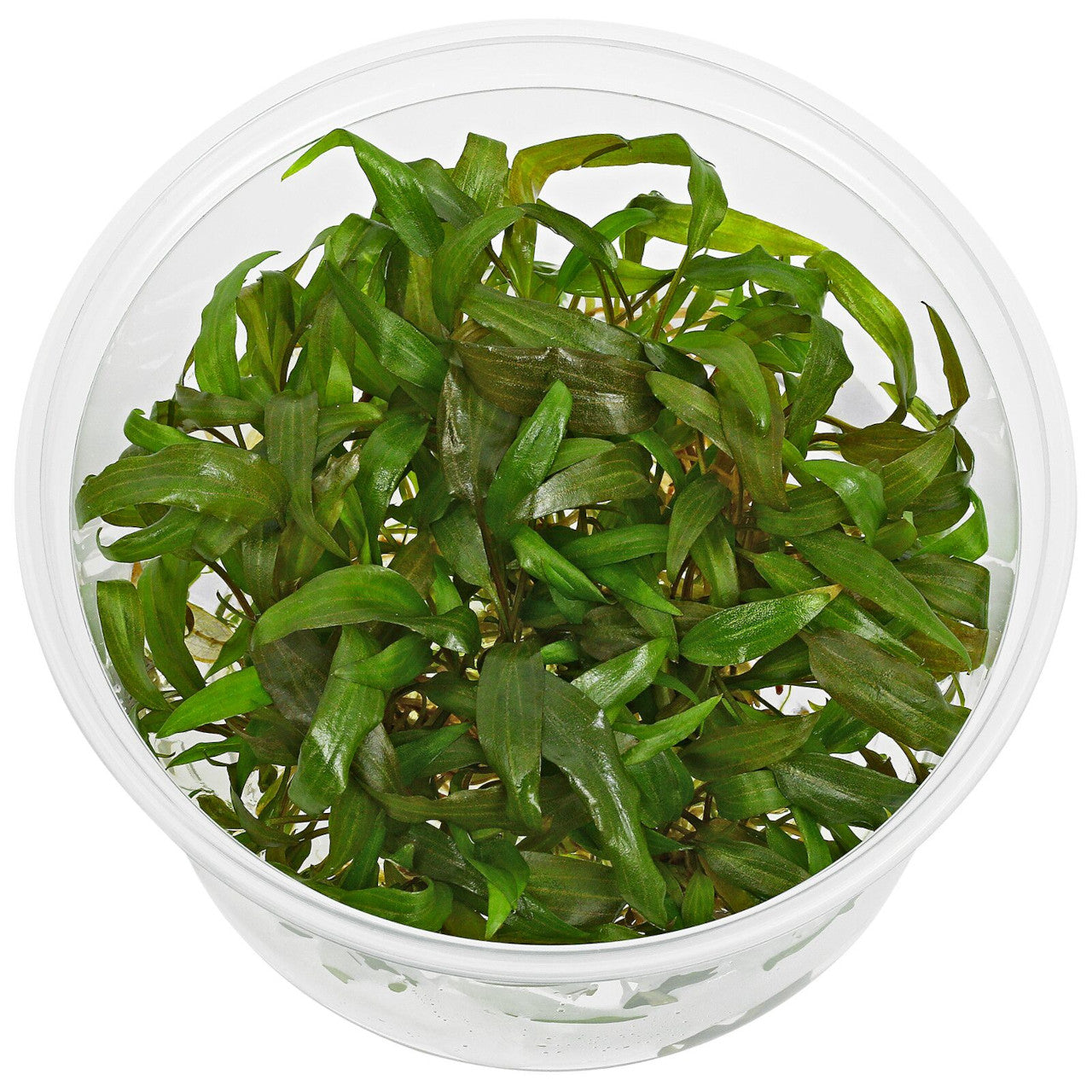 Aquadip Cryptocoryne petchii 'Pink' In-Vitro