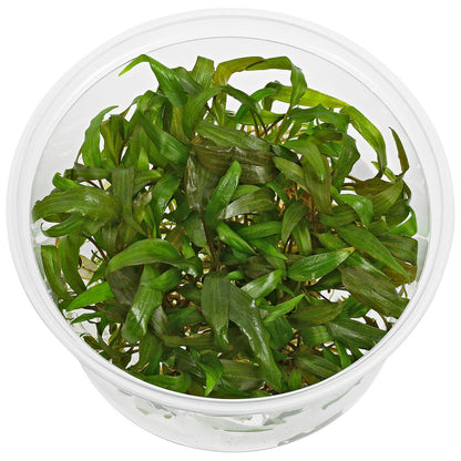 Aquadip Cryptocoryne petchii 'Pink' In-Vitro