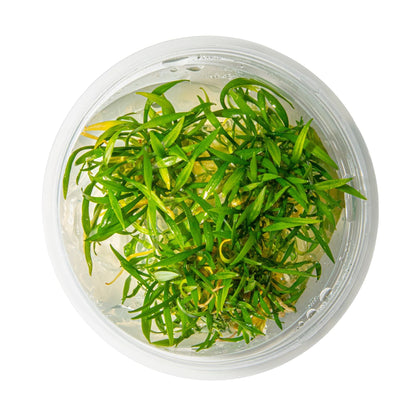 Dennerle Cryptocoryne parva Plant-It