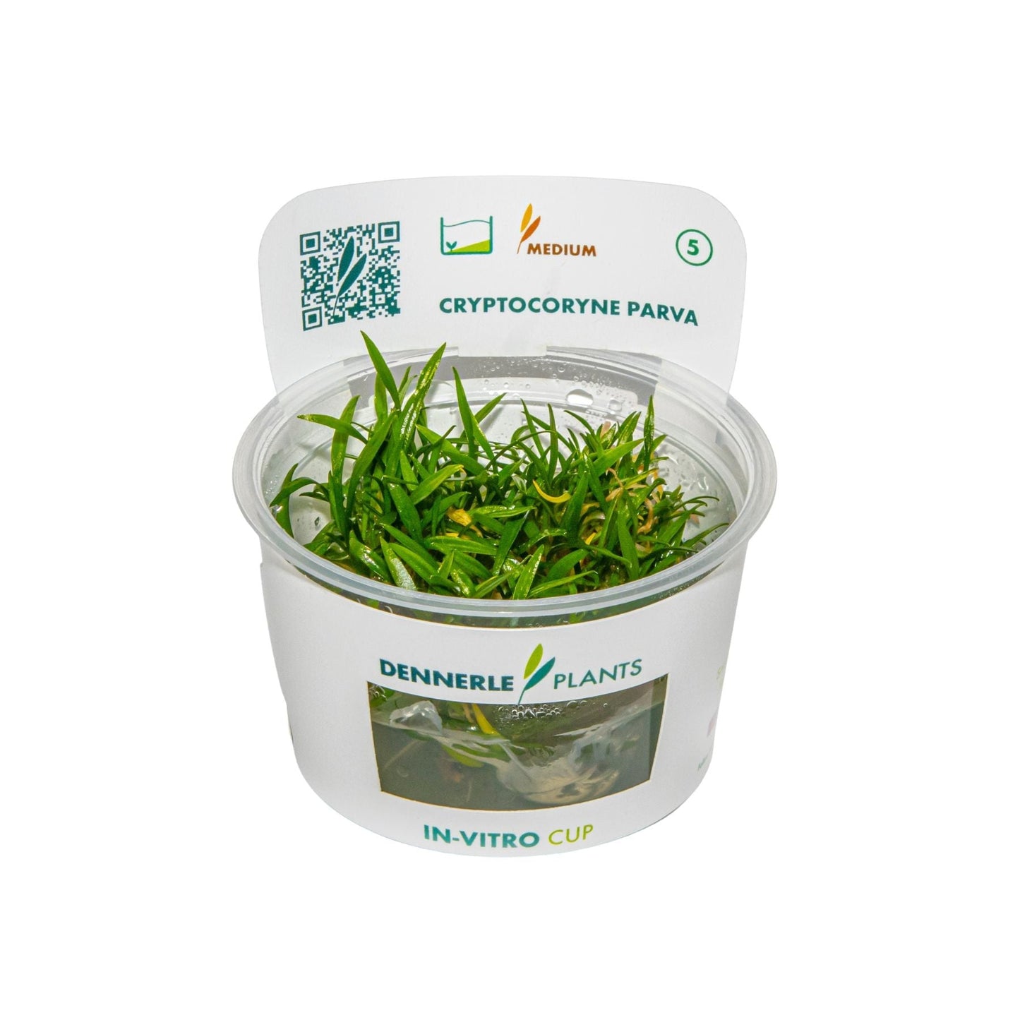 Dennerle Cryptocoryne parva Plant-It