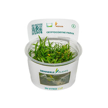 Dennerle Cryptocoryne parva Plant-It