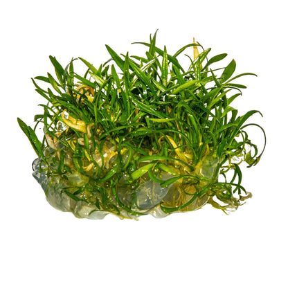 Dennerle Cryptocoryne parva Plant-It