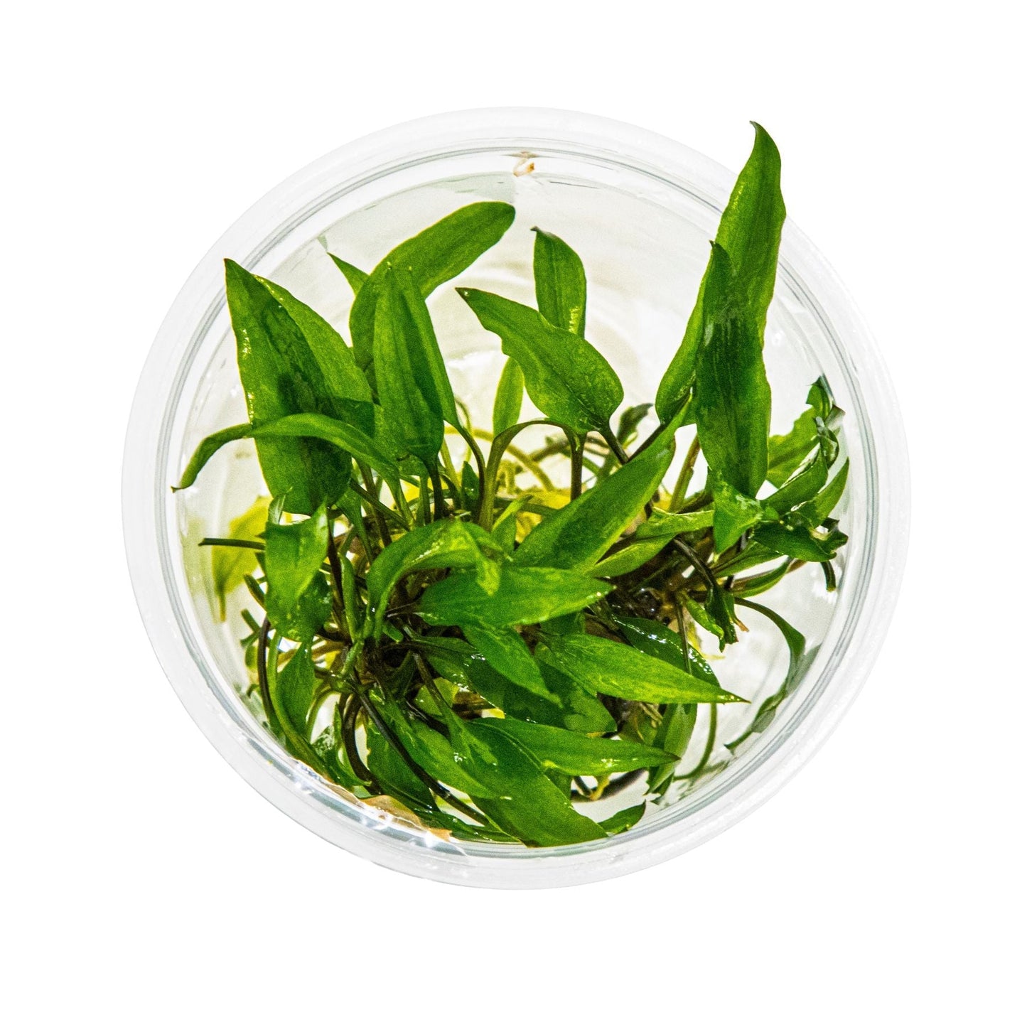 Dennerle Cryptocoryne wendtii Green Plant-It