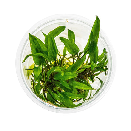 Dennerle Cryptocoryne wendtii Green Plant-It