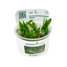 Dennerle Cryptocoryne wendtii Green Plant-It