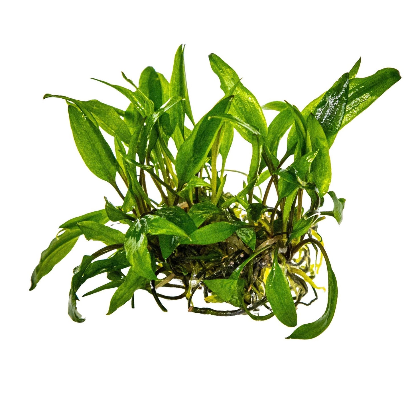 Dennerle Cryptocoryne wendtii Green Plant-It