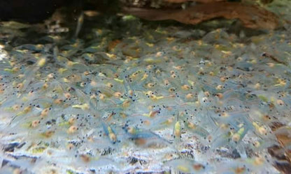 Blue Jelly Shrimp