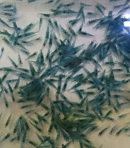 Blue Jelly Shrimp