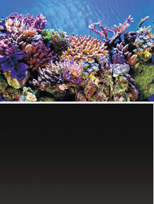 Superfish Deco Poster A