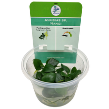 Aquadip Anubias sp. Nangi In-Vitro