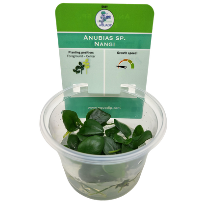 Aquadip Anubias sp. Nangi In-Vitro