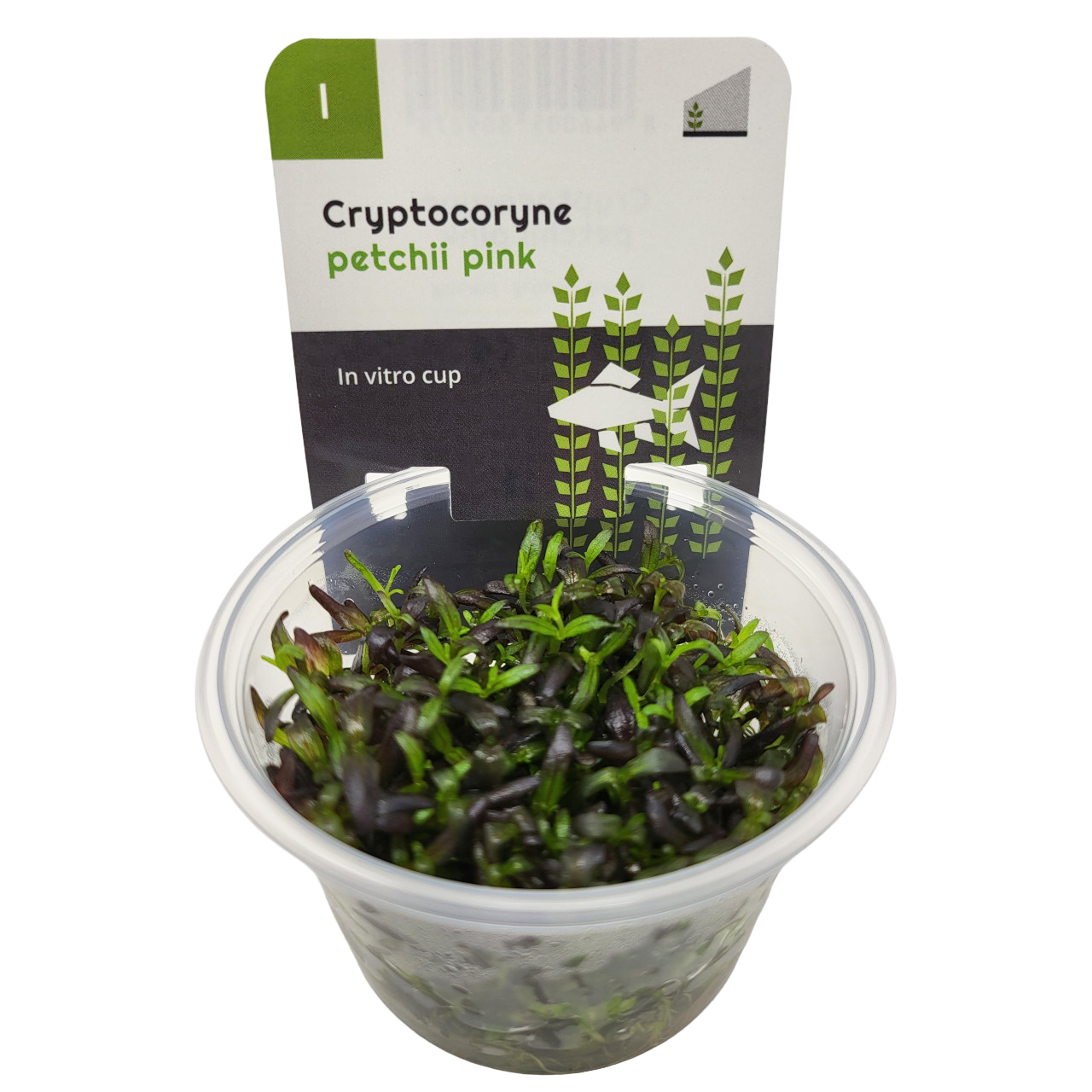Aquadip Cryptocoryne petchii 'Pink' In-Vitro