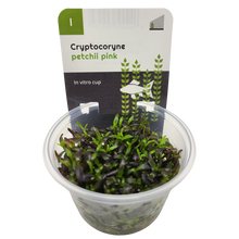 Aquadip Cryptocoryne petchii 'Pink' In-Vitro