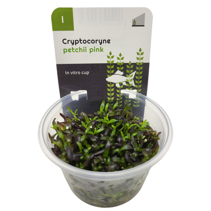 Aquadip Cryptocoryne petchii 'Pink' In-Vitro