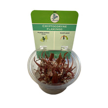 Aquadip Cryptocoryne Flamingo In-Vitro