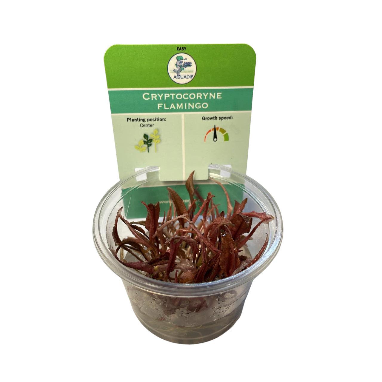Aquadip Cryptocoryne Flamingo In-Vitro