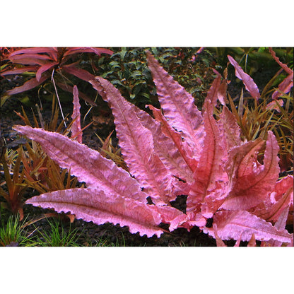 Aquadip Cryptocoryne Flamingo In-Vitro