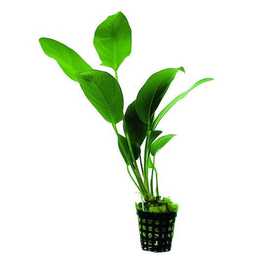 Anubias hastifolia Aquafleur