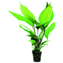 Anubias heterophylla AQUADIP