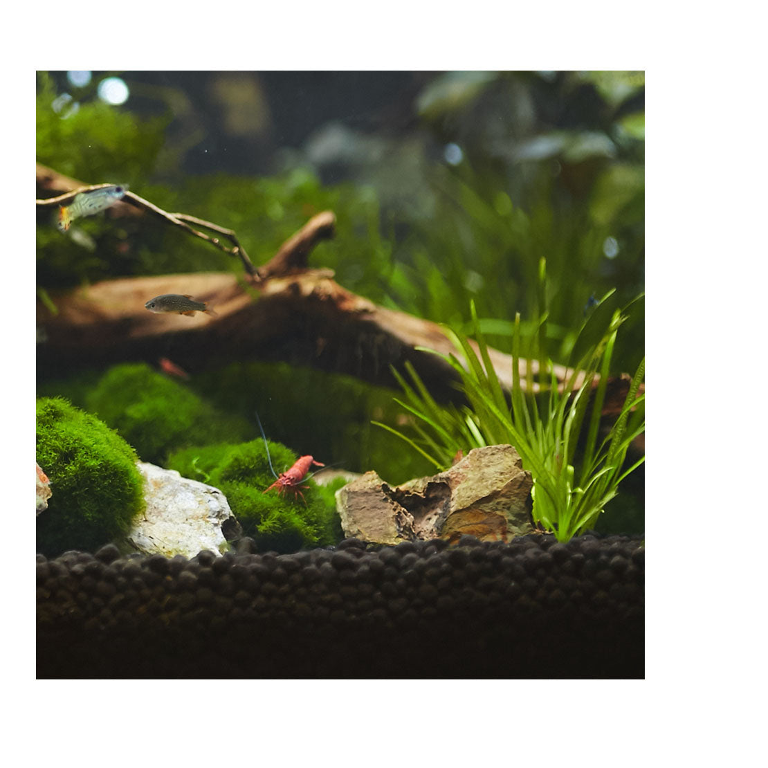 Aquavitro Aquasolum Soil 2kg