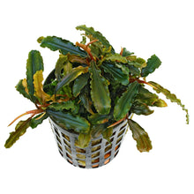 Bucephalandra caterina AQUADIP