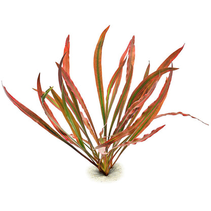 Cryptocoryne spiralis 'Red' Tropica