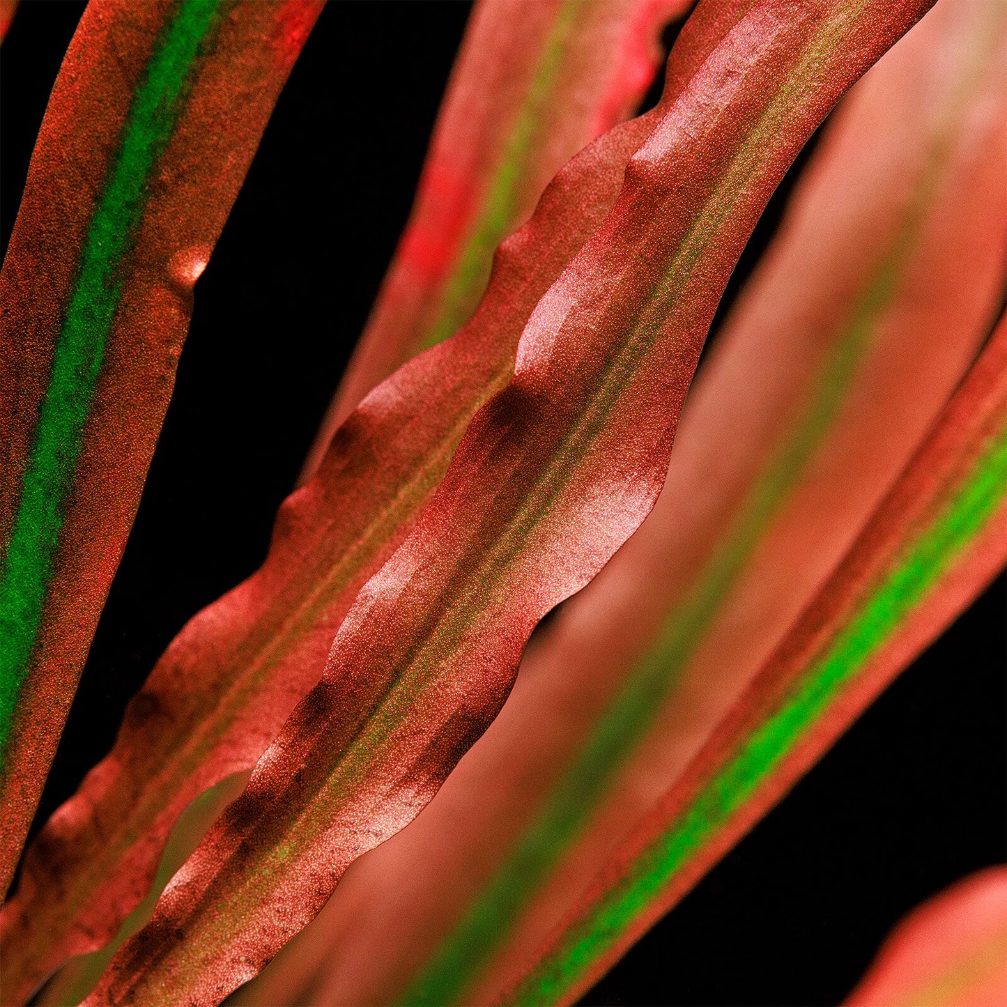 Cryptocoryne spiralis 'Red' Tropica