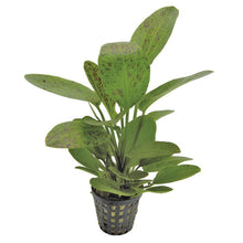 Echinodorus ozelot leopard Green AQUADIP