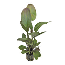 Echinodorus ozelot leopard Red AQUADIP
