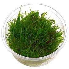 Aquadip Vesicularia reticulata "Erect moss" In-Vitro