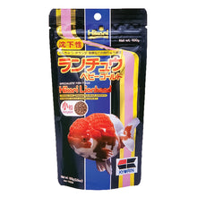 Hikari Lionhead Goldfish