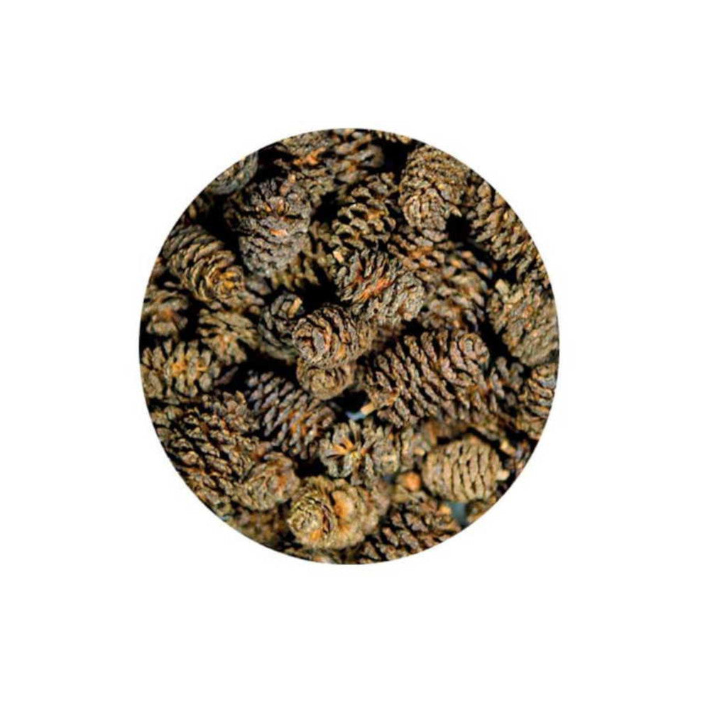 Hobby Alder Cones