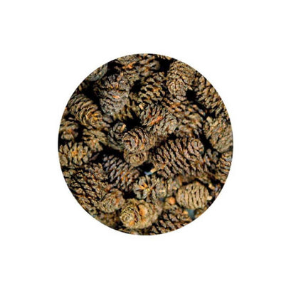 Hobby Alder Cones