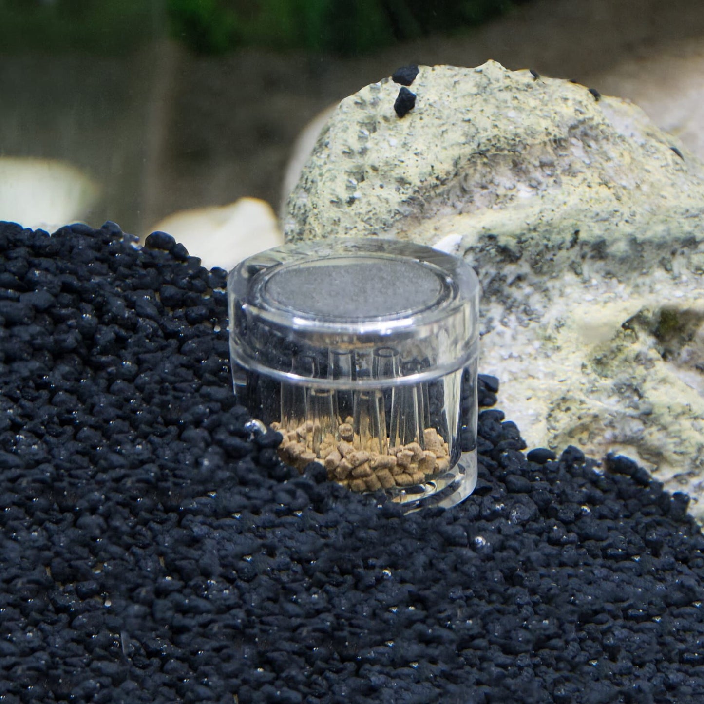 Hobby Planaria X Trap