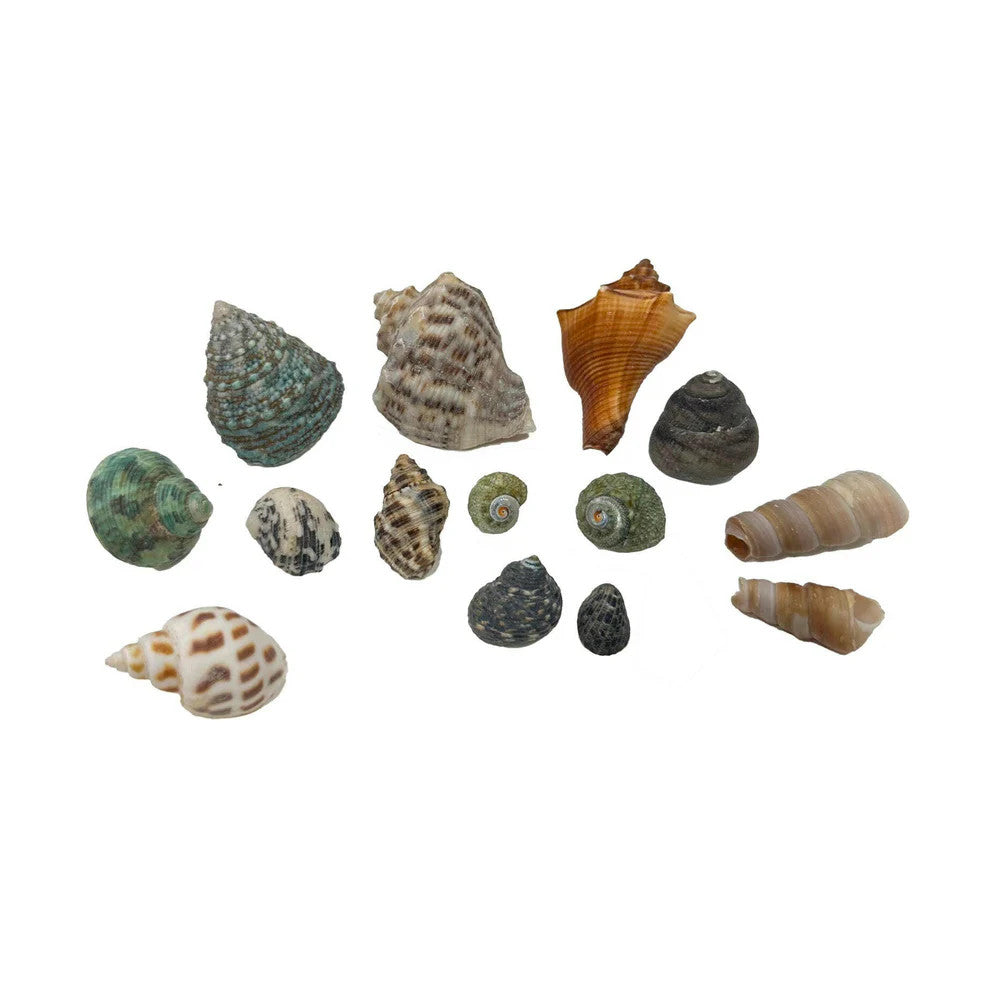 Hugo Mixed Shells