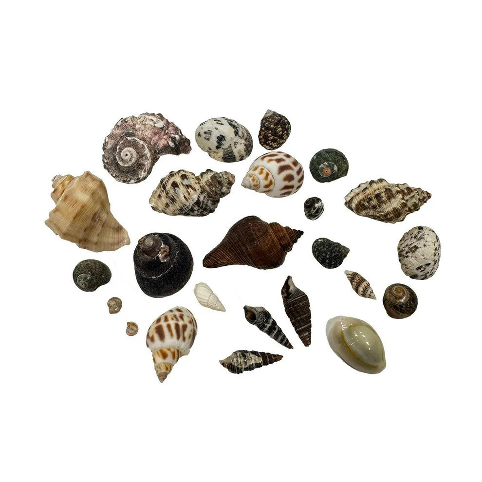 Real Shell Packs Hugo Kamishi Mixed Sea Shells Natural Aquarium Decoration Snail Hides ...