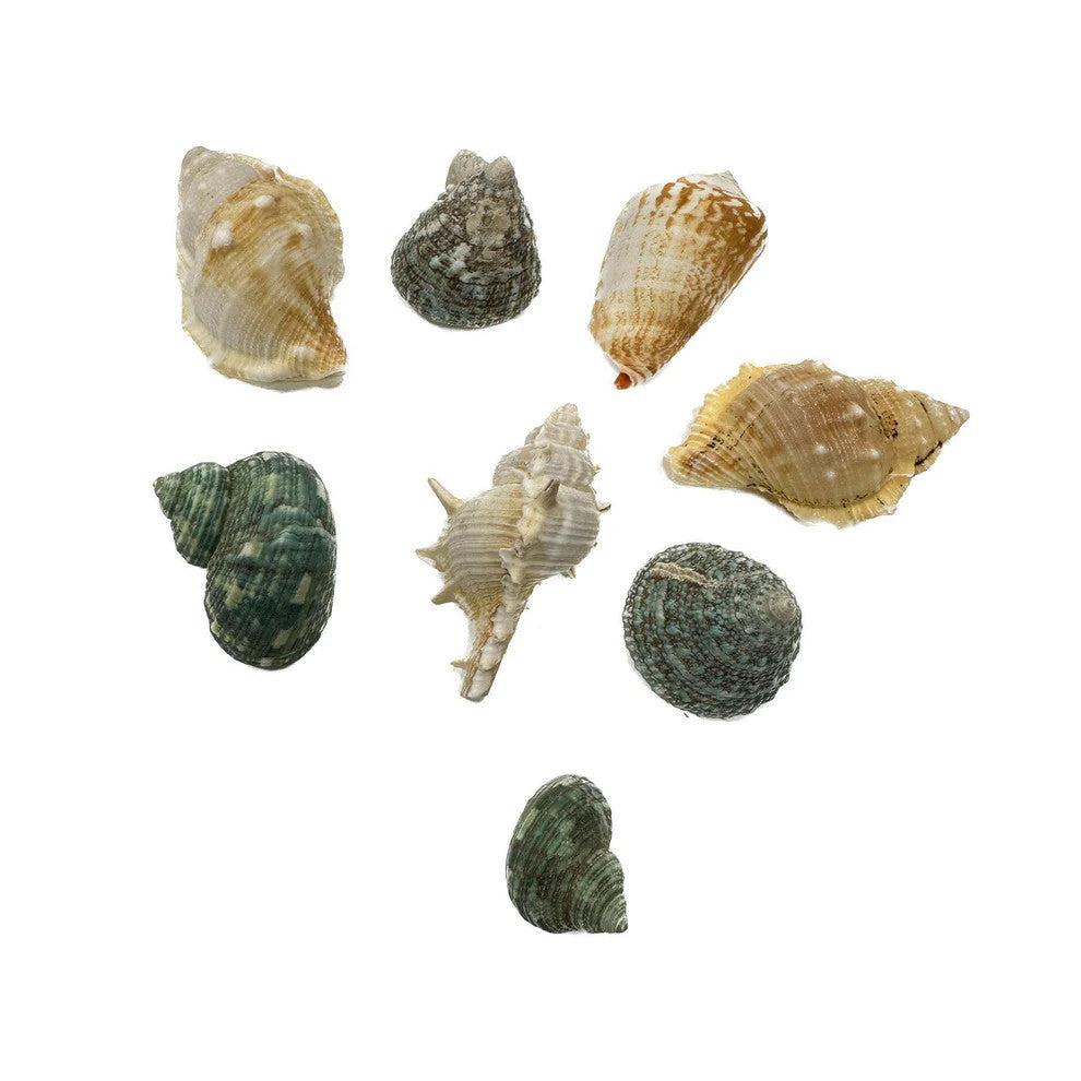Hugo Mixed Shells