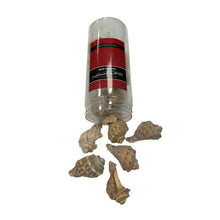 Hugo Shells in Tubs 350g