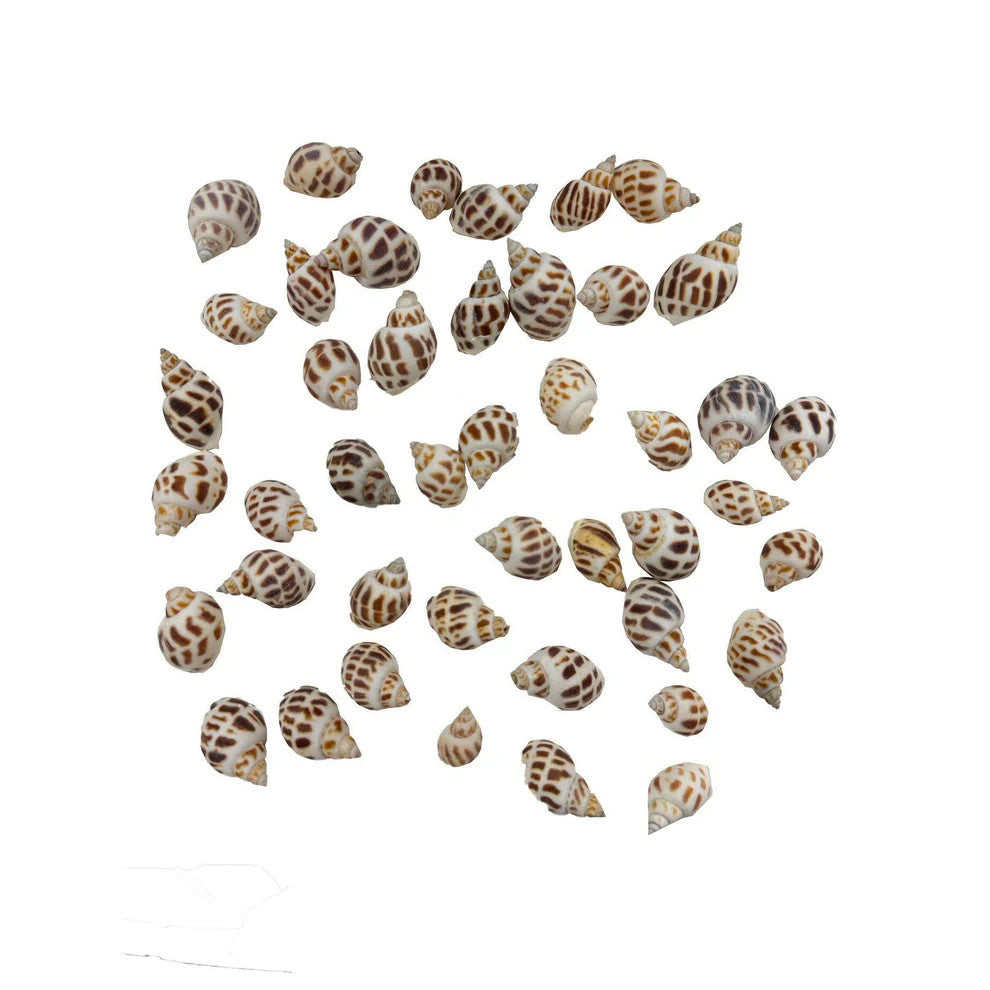 Hugo Sea Shells 100g